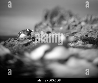 Antarktis, Livingstone Island, verschwommene schwarz-weiß Bild von Gentoo Penguin ruht in Rookery an sonnigen Morgen Stockfoto