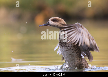 Marmelente bereit zum abheben Stockfoto