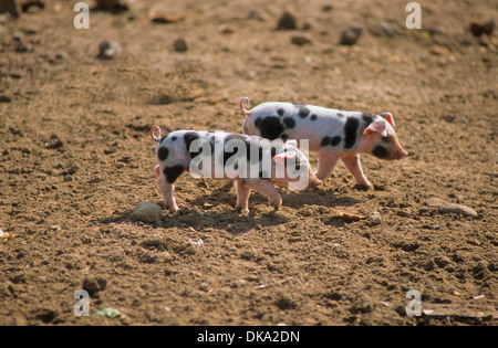 Turopolje-Schwein, Turopoljeschwein, Turopoljska svinja Stockfoto