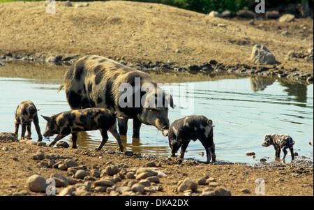 Turopolje-Schwein, Turopoljeschwein, Turopoljska svinja Stockfoto