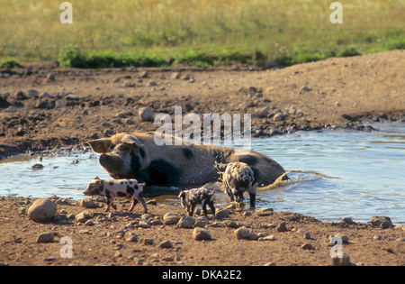 Turopolje-Schwein, Turopoljeschwein, Turopoljska svinja Stockfoto