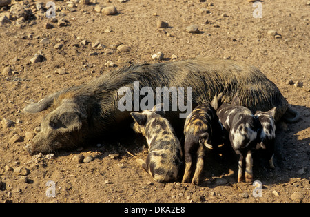 Turopolje-Schwein, Turopoljeschwein, Turopoljska svinja Stockfoto