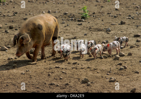 Turopolje-Schwein, Turopoljeschwein, Turopoljska svinja Stockfoto