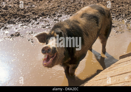 Turopolje-Schwein, Turopoljeschwein, Turopoljska svinja Stockfoto