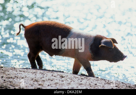 Rotbuntes Husumer Protestschwein, Dänisches Protestschwein, Deutsches Sattelschwein Abteilung Rotbuntes Husumer Schwein Stockfoto