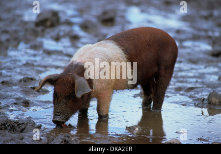 Rotbuntes Husumer Protestschwein, Dänisches Protestschwein, Deutsches Sattelschwein Abteilung Rotbuntes Husumer Schwein Stockfoto