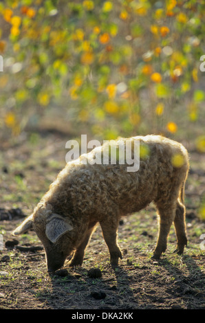 Mangalica-Schwein, Mangalitza-Wollschwein Mangalitza, Mangaliza, Schafschwein Stockfoto