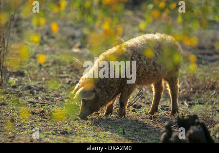 Mangalica-Schwein, Mangalitza-Wollschwein Mangalitza, Mangaliza, Schafschwein Stockfoto