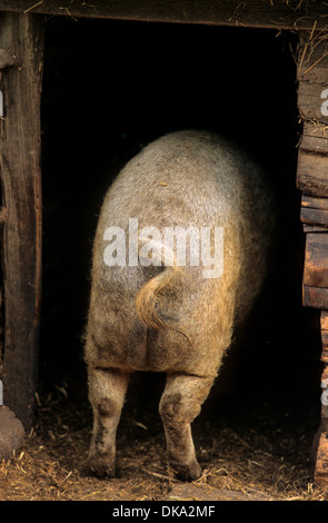 Mangalica-Schwein, Mangalitza-Wollschwein Mangalitza, Mangaliza, Schafschwein Stockfoto