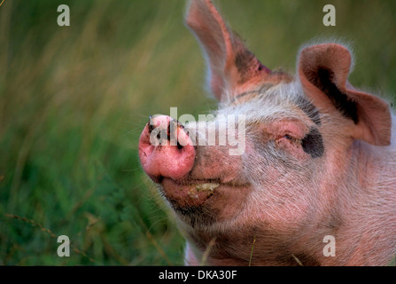 Hausschwein (Sus Scrofa Domestica), Hausschwein (Sus Scrofa Domesticus) Sus Domesticus, Schwein, Schwein Stockfoto