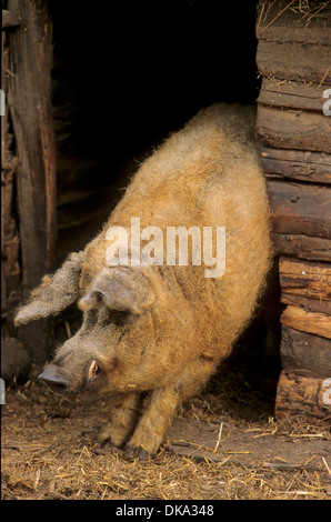 Mangalitza, Mangalica, Mangalitza, lockiges Haar Schwein Mangalica-Schwein, Mangalitza, Mangalitza-Wollschwein Mangaliza, Schafschwein Stockfoto