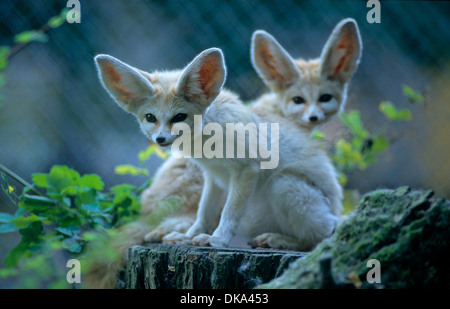 Fennek (Vulpes Zerda) Wuestenfuchs, Wüstenfuchs Fennec (Vulpes Zerda) Stockfoto