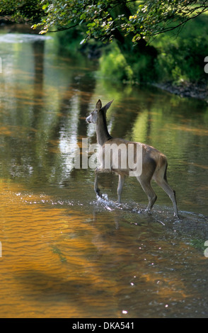 Rothirsch (Cervus Elaphus), Rothirsch Im Wasser Rothirsch (Cervus Elaphus) Stockfoto