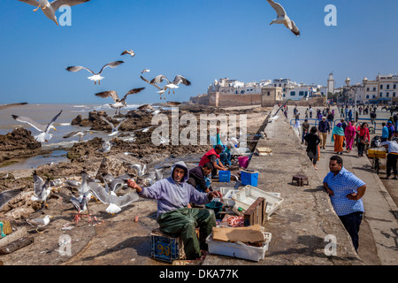 Männer ausnehmen und Zubereitung von Fisch, Essaouira, Marokko Stockfoto