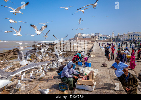 Männer ausnehmen und Zubereitung von Fisch, Essaouira, Marokko Stockfoto