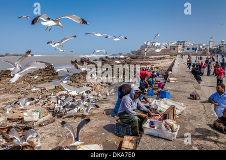 Männer ausnehmen und Zubereitung von Fisch, Essaouira, Marokko Stockfoto