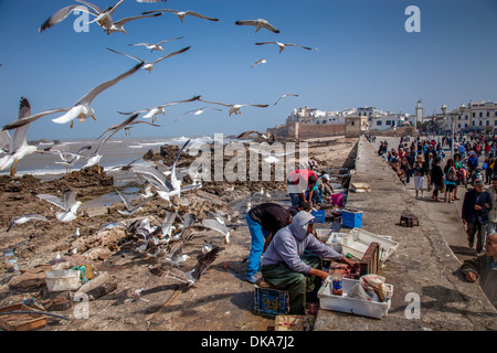 Männer ausnehmen und Zubereitung von Fisch, Essaouira, Marokko Stockfoto