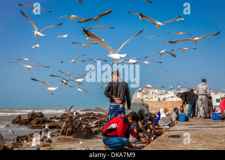 Männer ausnehmen und Zubereitung von Fisch, Essaouira, Marokko Stockfoto