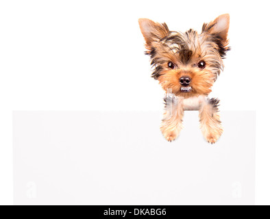 sehr wütend Welpen über Plakatwand auf weißem Hintergrund Stockfoto