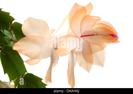 Weihnachtskaktus (Schlumbergera Truncata) Blume, isoliert auf weiss Stockfoto
