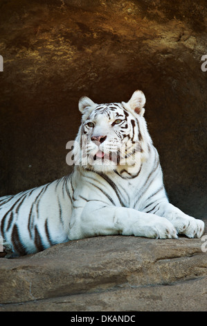 Weiße Bengal Tiger ruht auf einem Felsen Stockfoto