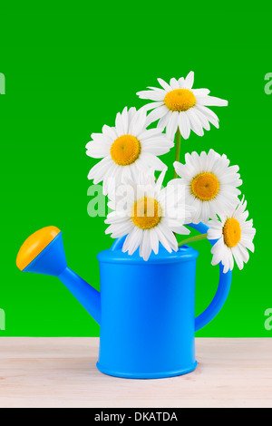 Gießkanne mit Gänseblümchen auf grünem Hintergrund Stockfoto