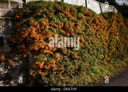 Eine Wand bedeckt in großbeerigen Pyracantha Sträucher im November UK Stockfoto