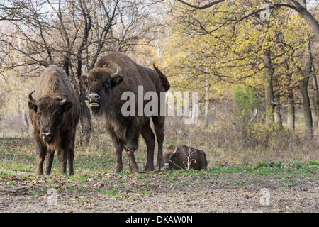 Wilde Wisente oder Wisent (Bison Bonasus) Leben in herbstlichen Laubwald. Stockfoto