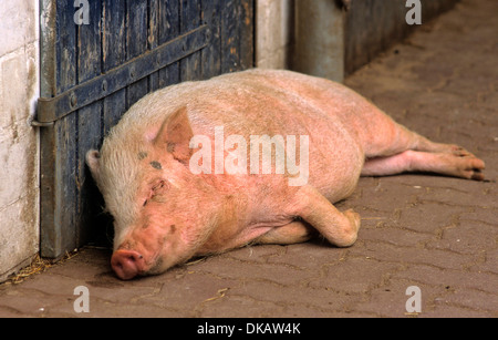 Göttinger Minischwein, Miniatur-Schwein Stockfoto