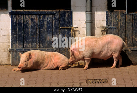 Göttinger Minischwein, Miniatur-Schwein Stockfoto