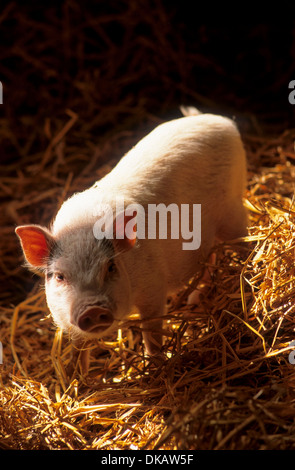 Göttinger Minischwein, Miniatur-Schwein Stockfoto