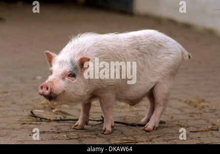 Göttinger Minischwein, Miniatur-Schwein Stockfoto