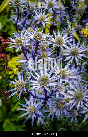 (Wahrscheinlich) Eryngium Miss Wilmotts Geist in einem schottischen Garten Stockfoto