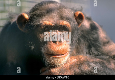 Gemeinsame Schimpanse (Pan Troglodytes), Gemeiner Schimpanse (Pan Troglodytes) Tierpark Gettorf Stockfoto