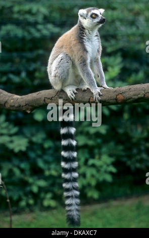 Katta, Katta, Halbaffe Katta (Lemur Catta) Tierpark Gettorf Stockfoto