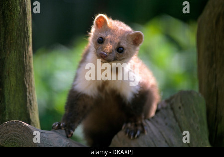 Steinmarder (Martes Foina), Steinmarder, weiße breasted Marder Stockfoto