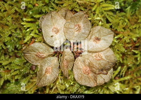 Wych Ulme Samen Ulmus glabra Stockfoto