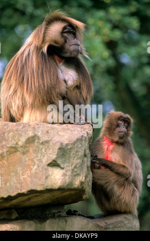 Zoo: Blutbrustpavian (Theropithecus Gelada), Dschelada Stockfoto