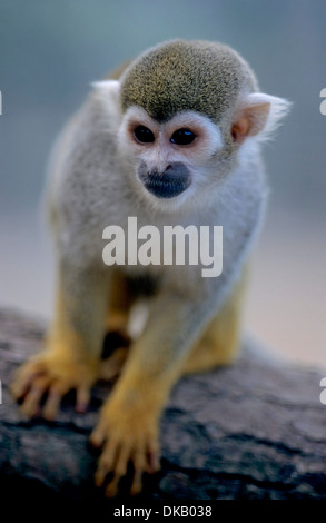 Totenkopfaffen Saimiri, Zoo: Totenkopfaffen Oder Totenkopfäffchen (Saimiri) Stockfoto