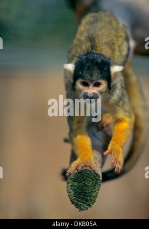 Totenkopfaffen Saimiri, Zoo: Totenkopfaffen Oder Totenkopfäffchen (Saimiri) Stockfoto