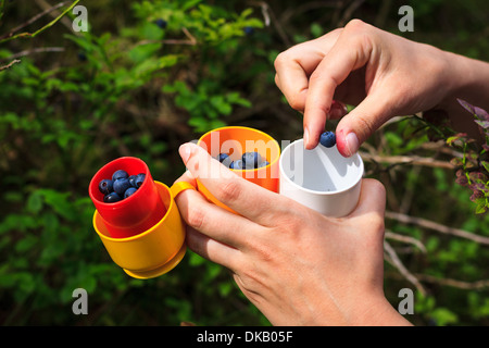 Frau in mehrere bunte Tassen Blaubeeren pflücken hält sie in ihrer Hand. Stockfoto