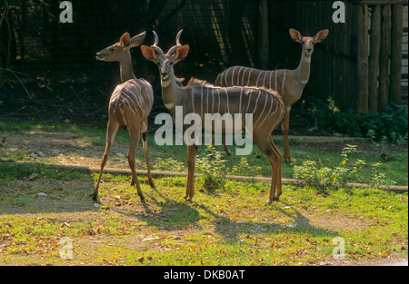 Lesser Kudu (Ammelaphus Imberbis, ehemals Tragelaphus Imberbis); Zoo: Kleiner Kudu (Tragelaphus Imberbis) Stockfoto