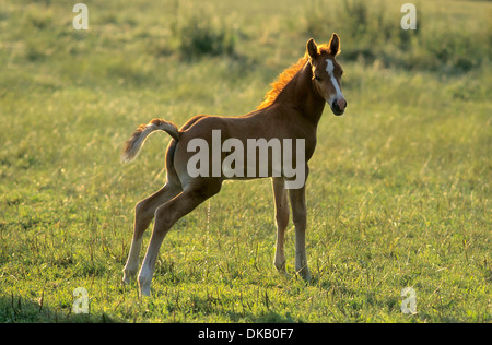 Welsh - Pony - Fohlen, Welsh Pony Welsh Pony und Cob Stockfoto