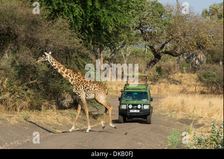 Maasai Giraffe (Giraffa Plancius Tippelskirchi) und Safari-Fahrzeug, Katavi-Nationalpark, Tansania Stockfoto