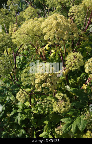 Wild Angelica, Woodland Angelica, Boden Asche, Heiliger Geist, Angelica Sylvestris 'Pfarrer Mead", Apiaceae. Stockfoto
