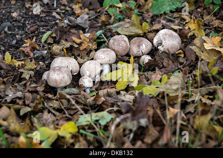 gelbe Stainer Pilz (Agaricus Xanthodermus) Stockfoto