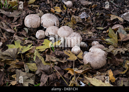 gelbe Stainer Pilz (Agaricus Xanthodermus) Stockfoto