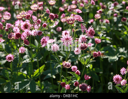 Sterndolde, große Sterndolde, Astrantia major 'Roma', Apiaceae (Umbelliferae). Blumen in Europa und Westasien heimisch. Stockfoto