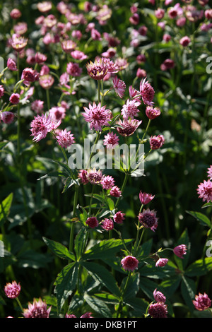 Sterndolde, große Sterndolde, Astrantia major 'Roma', Apiaceae (Umbelliferae). Blumen in Europa und Westasien heimisch. Stockfoto