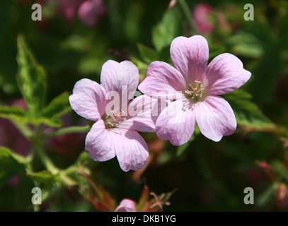 Storchschnabel, Geranium X oxonianum 'Wargrave Pink', Geraniaceae. Stockfoto